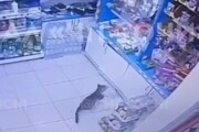 ببینید | دزدی بانمک یک گربه از سوپرمارکت | همراه دوستش پا به فرار گذاشتند