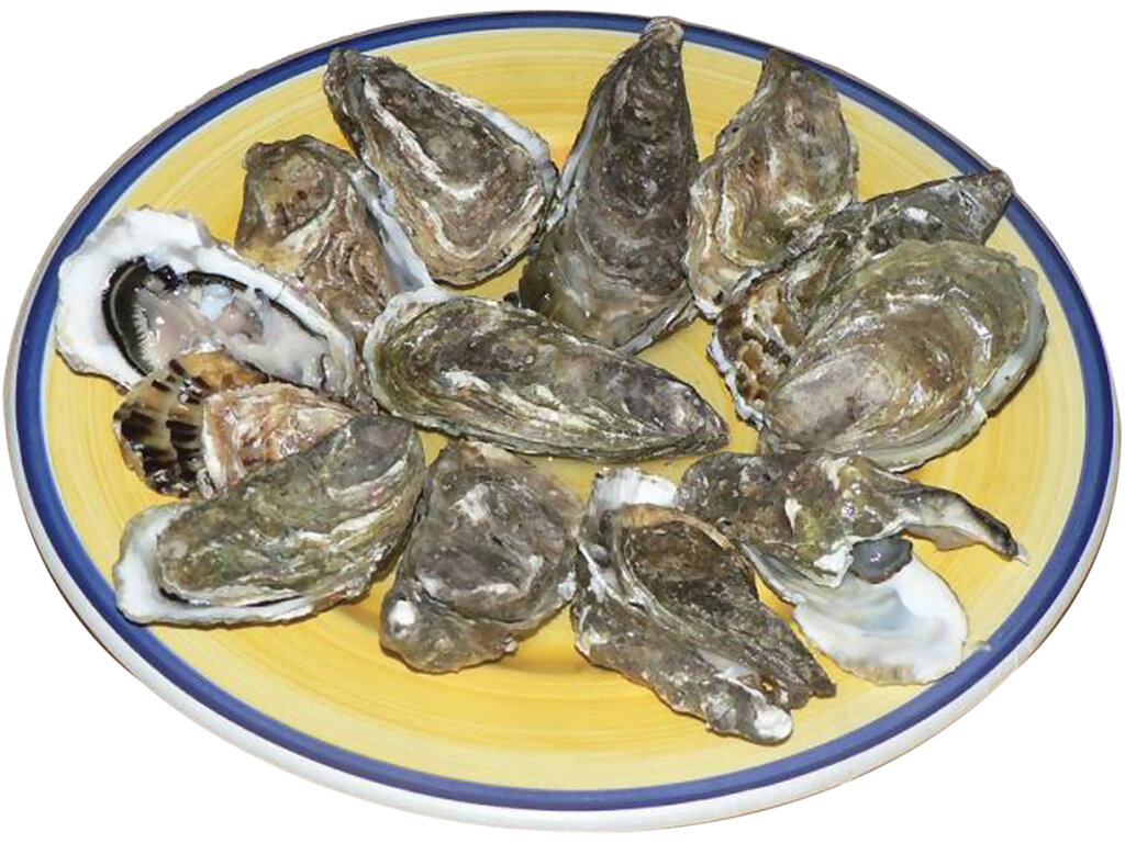 لیستی از عجیبترین غذاهایی که زنده زنده سرو میشوند | از لحظه تکه تکه شدن اختاپوس بیچاره تا تماشای کرمهای متحرک در یکی از گرانترین پنیرهای جهان