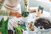 به این ۳ دلیل خاک گیاهان آپارتمانی کپک می‌زند | چگونه از شر شوره و کپک خاک گلدان‌هایمان خلاص شویم | معجزه دارچین برای از بین بردن قارچ گیاهان