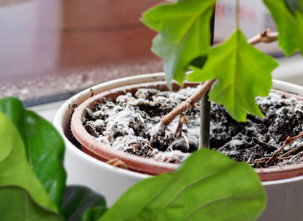 به این ۳ دلیل خاک گیاهان آپارتمانی کپک می‌زند | چگونه از شر شوره و کپک خاک گلدان‌هایمان خلاص شویم | معجزه دارچین برای از بین بردن قارچ گیاهان