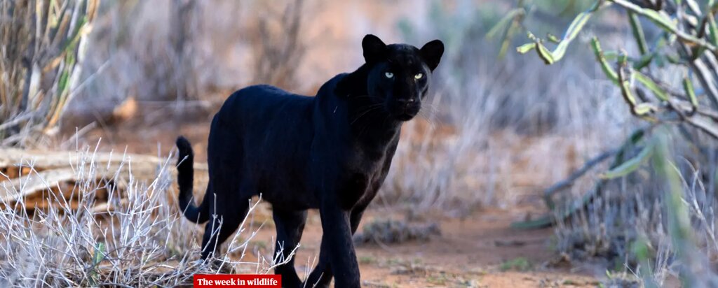 تصاویر شگفتانگیز حیات وحش جهان در هفتهای که گذشت ؛ از ژست خاص سوسمار درختی تا کرگدنهای تک شاخ هندی