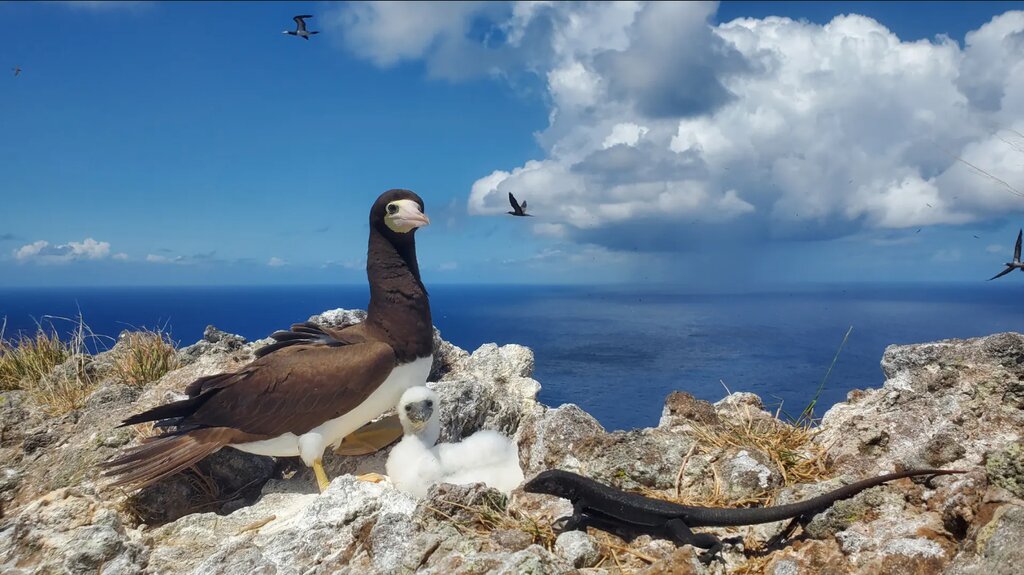 تصاویر شگفتانگیز حیات وحش جهان در هفتهای که گذشت ؛ از ژست خاص سوسمار درختی تا کرگدنهای تک شاخ هندی
