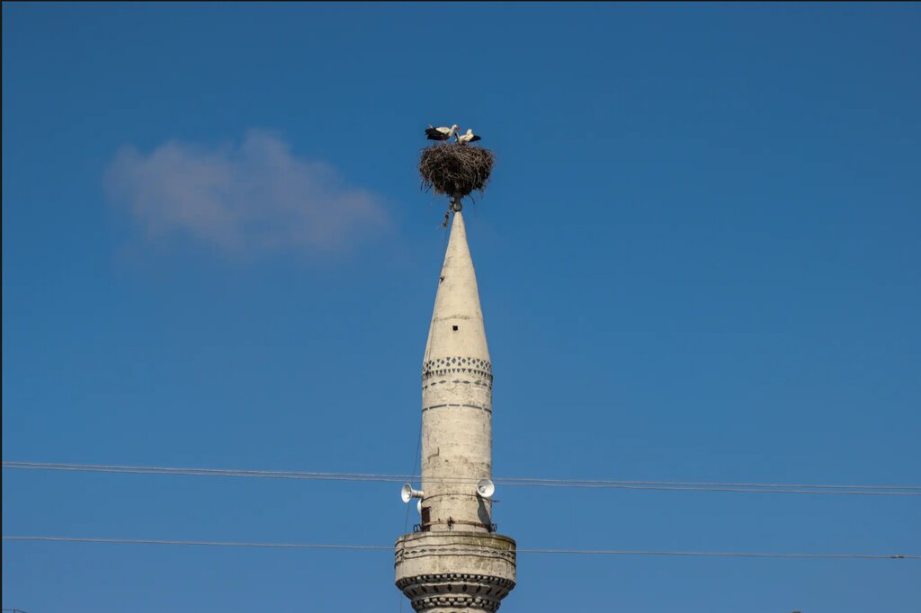 تصاویر شگفتانگیز حیات وحش جهان در هفتهای که گذشت ؛ از ژست خاص سوسمار درختی تا کرگدنهای تک شاخ هندی