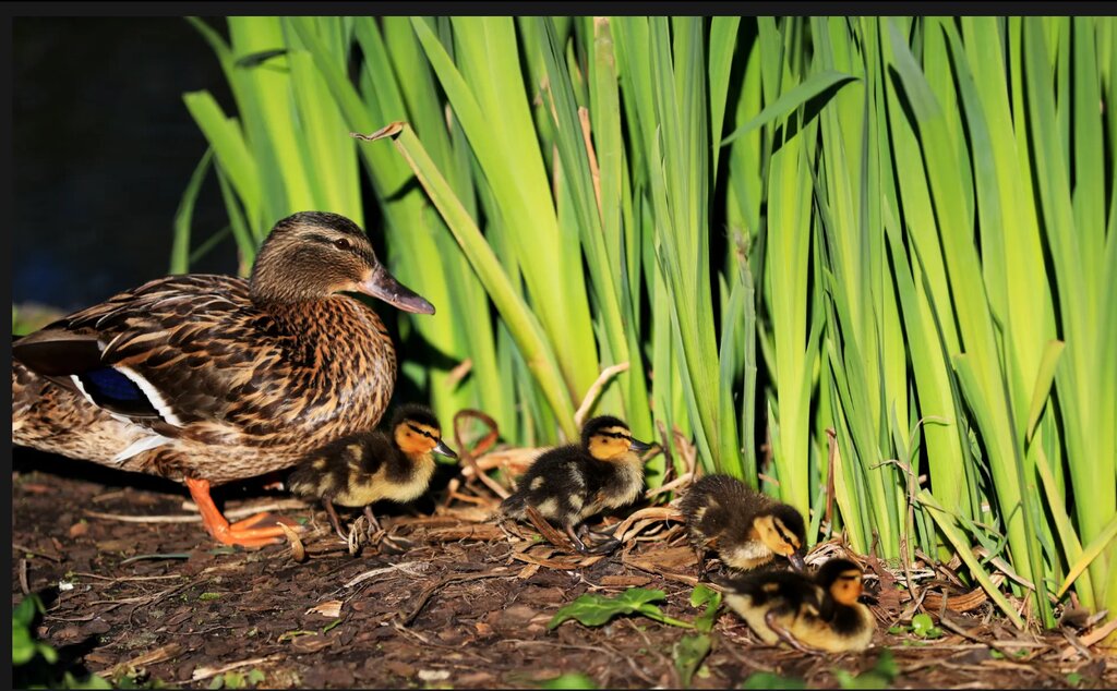 تصاویر شگفتانگیز حیات وحش جهان در هفتهای که گذشت ؛ از ژست خاص سوسمار درختی تا کرگدنهای تک شاخ هندی