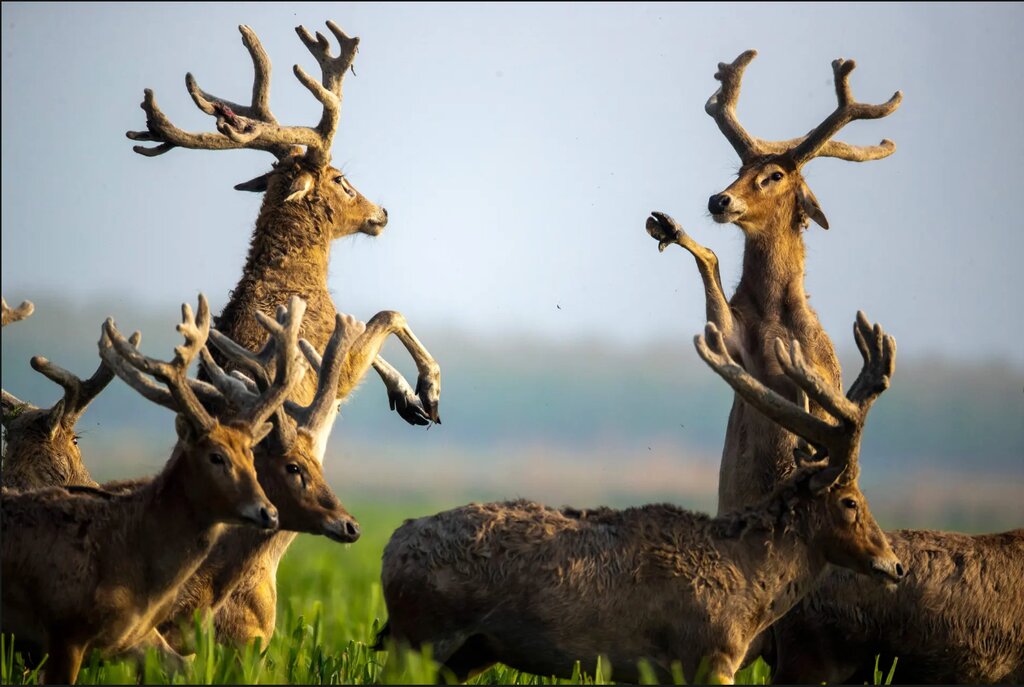 تصاویر شگفتانگیز حیات وحش جهان در هفتهای که گذشت ؛ از ژست خاص سوسمار درختی تا کرگدنهای تک شاخ هندی