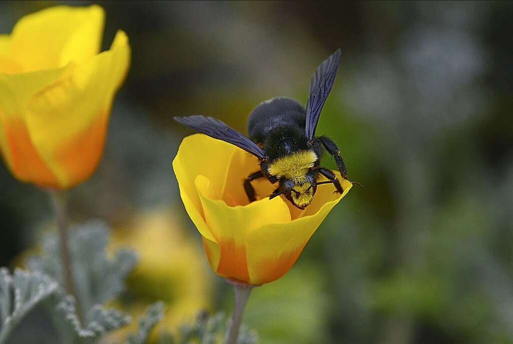 تصاویر شگفتانگیز حیات وحش جهان در هفتهای که گذشت ؛ از ژست خاص سوسمار درختی تا کرگدنهای تک شاخ هندی