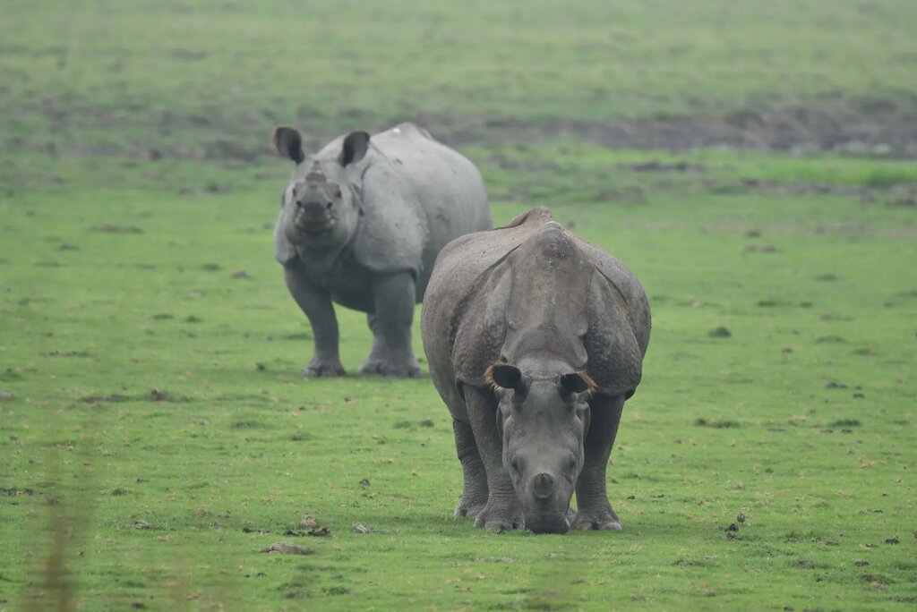 تصاویر شگفتانگیز حیات وحش جهان در هفتهای که گذشت ؛ از ژست خاص سوسمار درختی تا کرگدنهای تک شاخ هندی