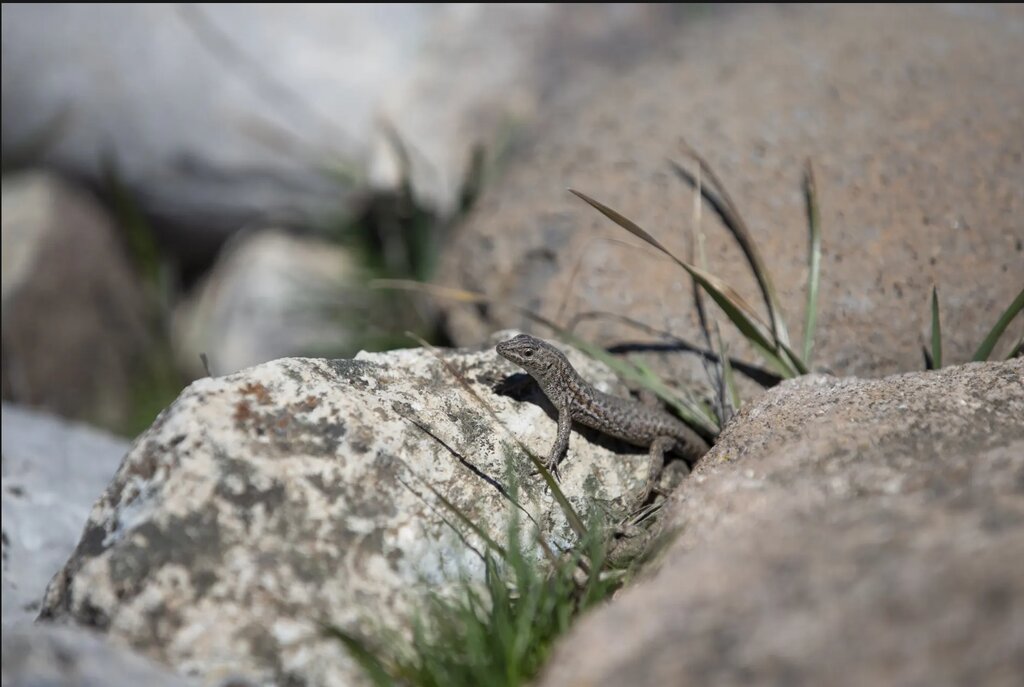 تصاویر شگفتانگیز حیات وحش جهان در هفتهای که گذشت ؛ از ژست خاص سوسمار درختی تا کرگدنهای تک شاخ هندی