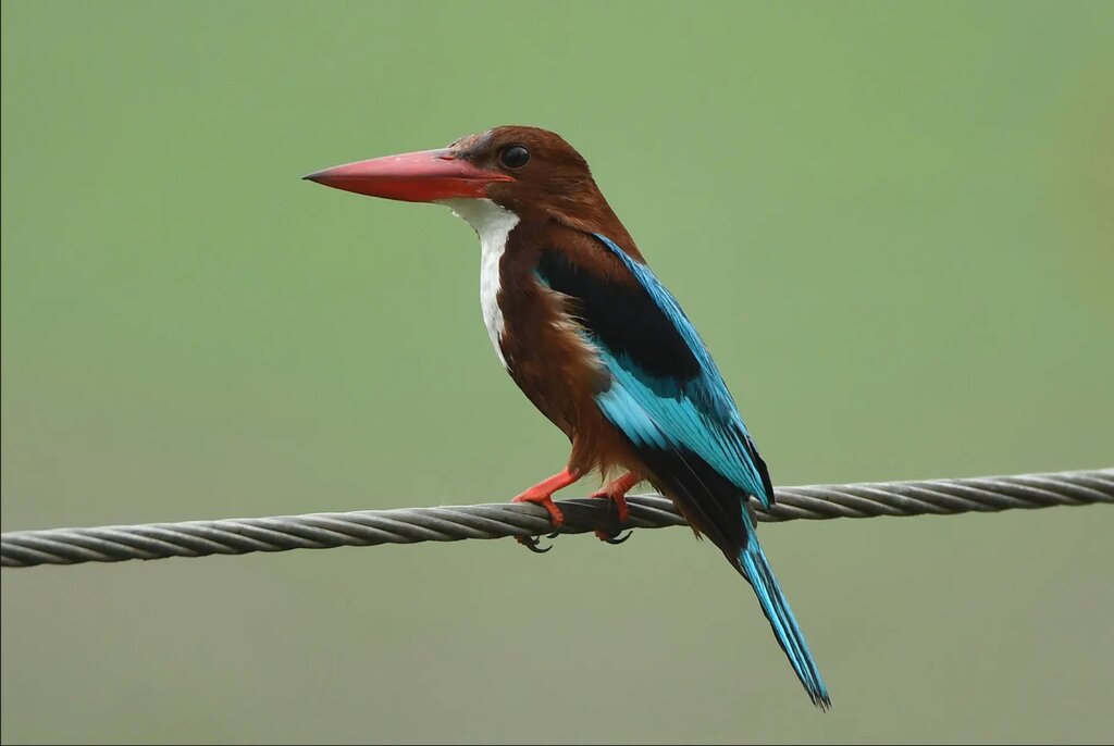 تصاویر شگفتانگیز حیات وحش جهان در هفتهای که گذشت ؛ از ژست خاص سوسمار درختی تا کرگدنهای تک شاخ هندی