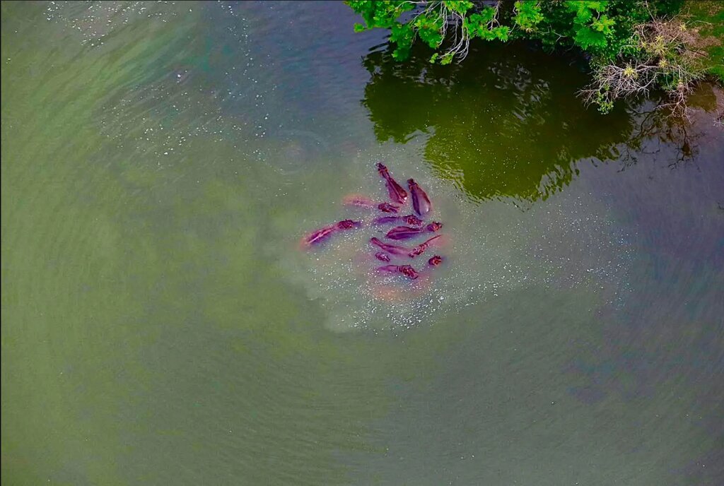 تصاویر شگفتانگیز حیات وحش جهان در هفتهای که گذشت ؛ از ژست خاص سوسمار درختی تا کرگدنهای تک شاخ هندی