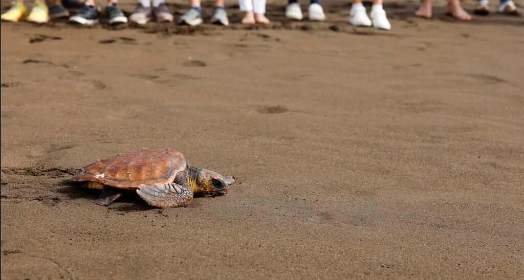 تصاویر شگفتانگیز حیات وحش جهان در هفتهای که گذشت ؛ از ژست خاص سوسمار درختی تا کرگدنهای تک شاخ هندی