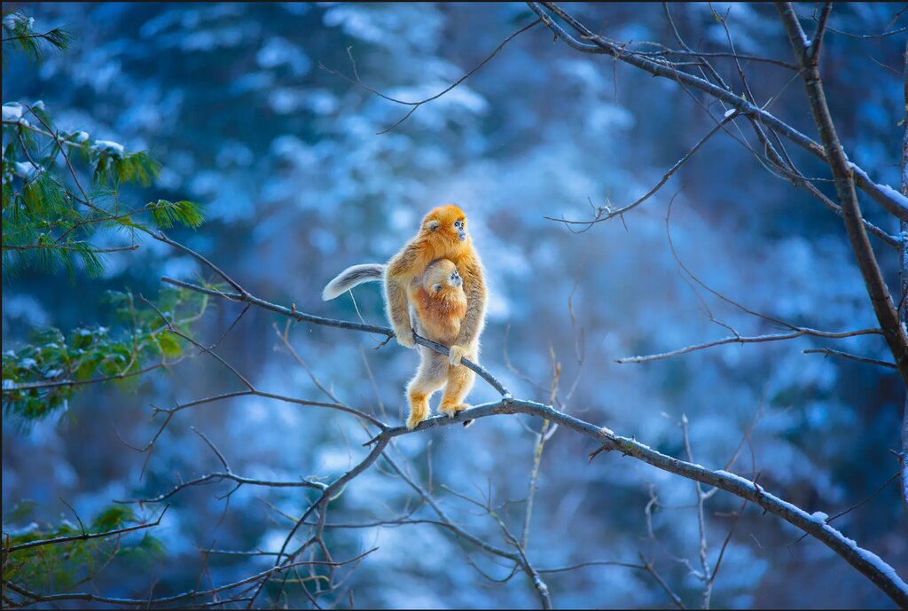 تصاویر شگفتانگیز حیات وحش جهان در هفتهای که گذشت ؛ از ژست خاص سوسمار درختی تا کرگدنهای تک شاخ هندی