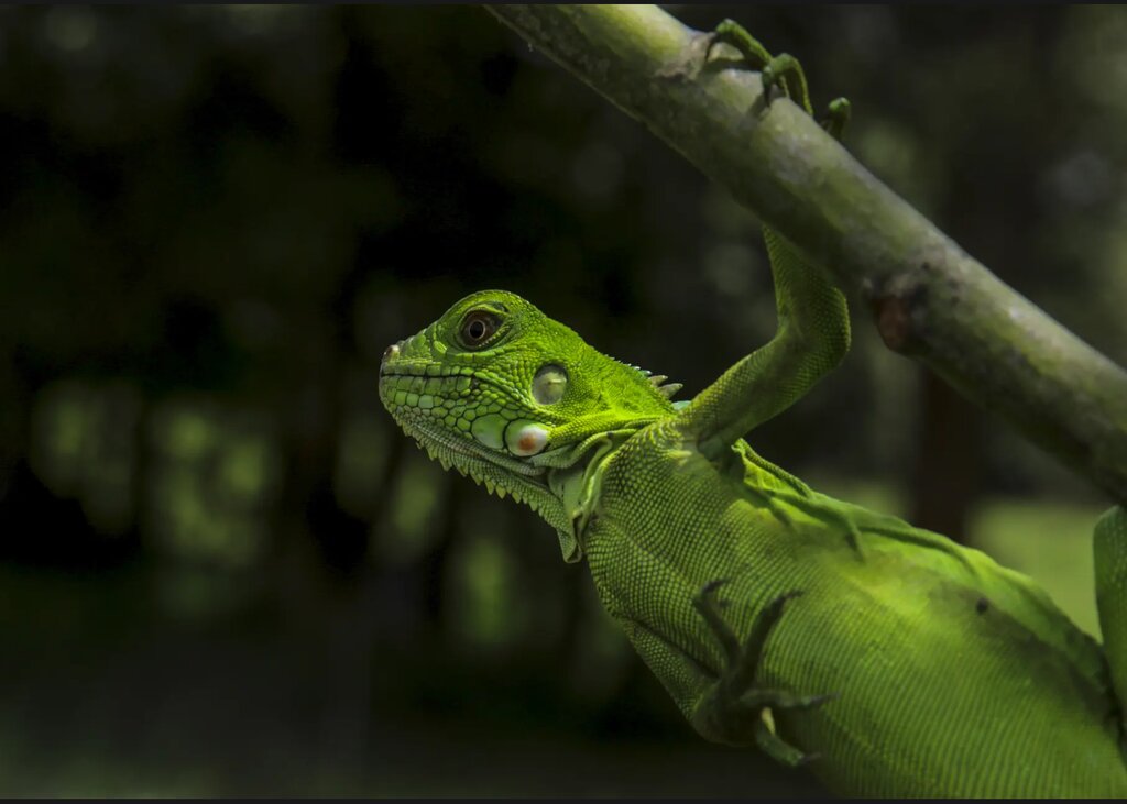 تصاویر شگفتانگیز حیات وحش جهان در هفتهای که گذشت ؛ از ژست خاص سوسمار درختی تا کرگدنهای تک شاخ هندی