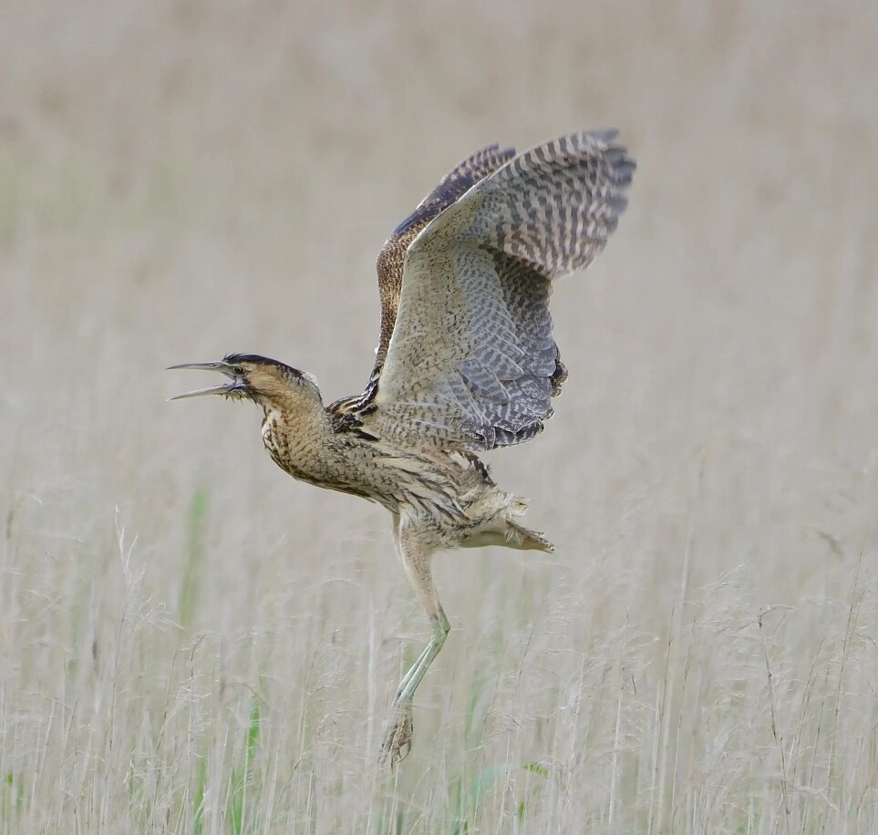 تصاویر شگفتانگیز حیات وحش جهان در هفتهای که گذشت ؛ از ژست خاص سوسمار درختی تا کرگدنهای تک شاخ هندی