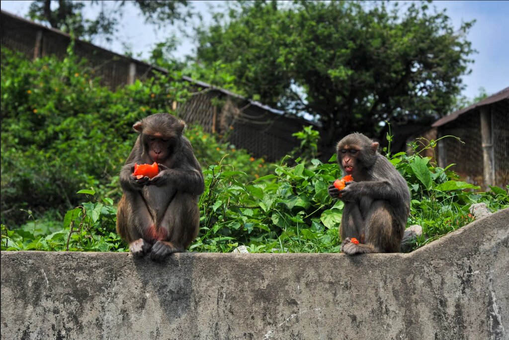 تصاویر شگفتانگیز حیات وحش جهان در هفتهای که گذشت ؛ از ژست خاص سوسمار درختی تا کرگدنهای تک شاخ هندی
