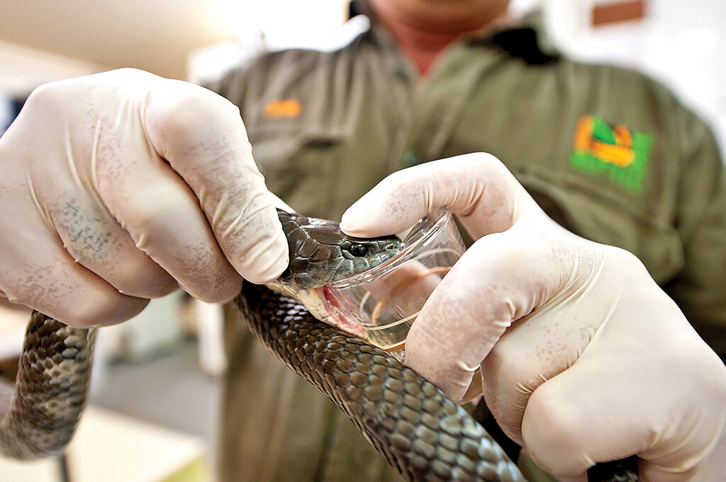 شغل این مرد، دوشیدن مارهاست!