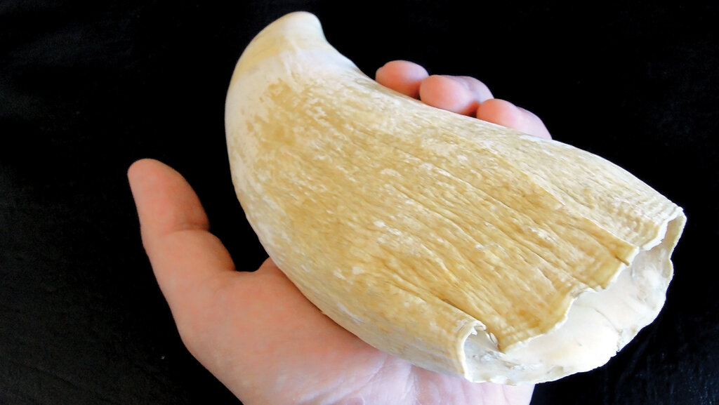 آدمخوارهای قرن بـیست و یکم