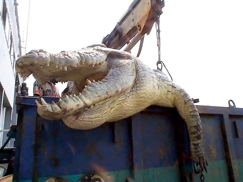 تصاویر | شکار بزرگترین کروکودیل آدمخوار جهان | این تمساح ۶متر طول داشت | شکار ۳۰۰ انسان توسط یک کروکودیل آدمخوار | این کروکودیلها صد سال عمر میکنند