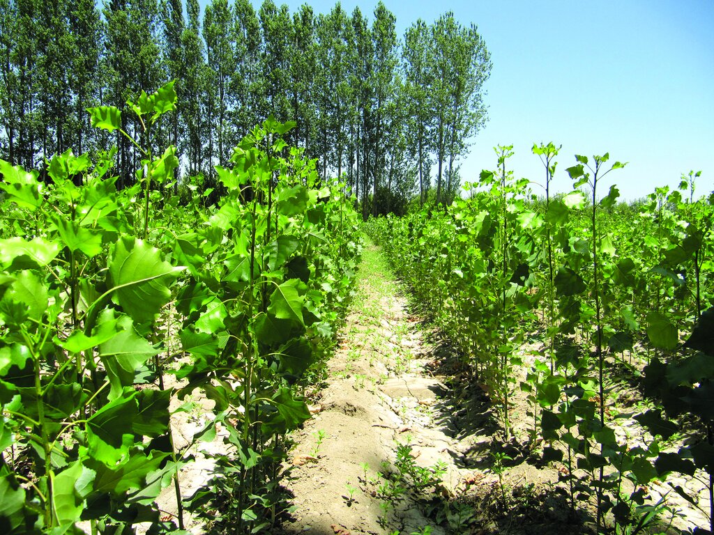 گردشگری و کار آفرینی