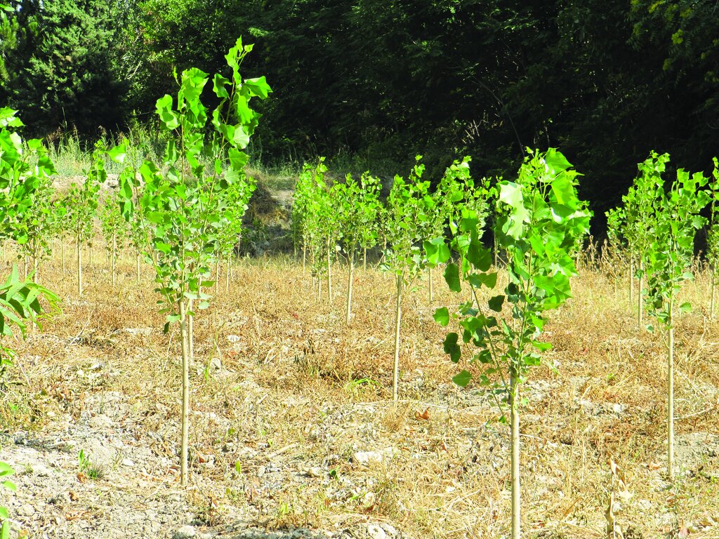 این درخت بکارید طلا برداشت میکنید