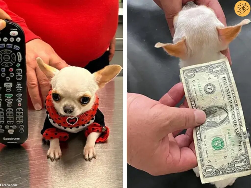 تصاویر کوچکترین سگ جهان ؛ سگی که از چوب بستنی کوتاهتر است!