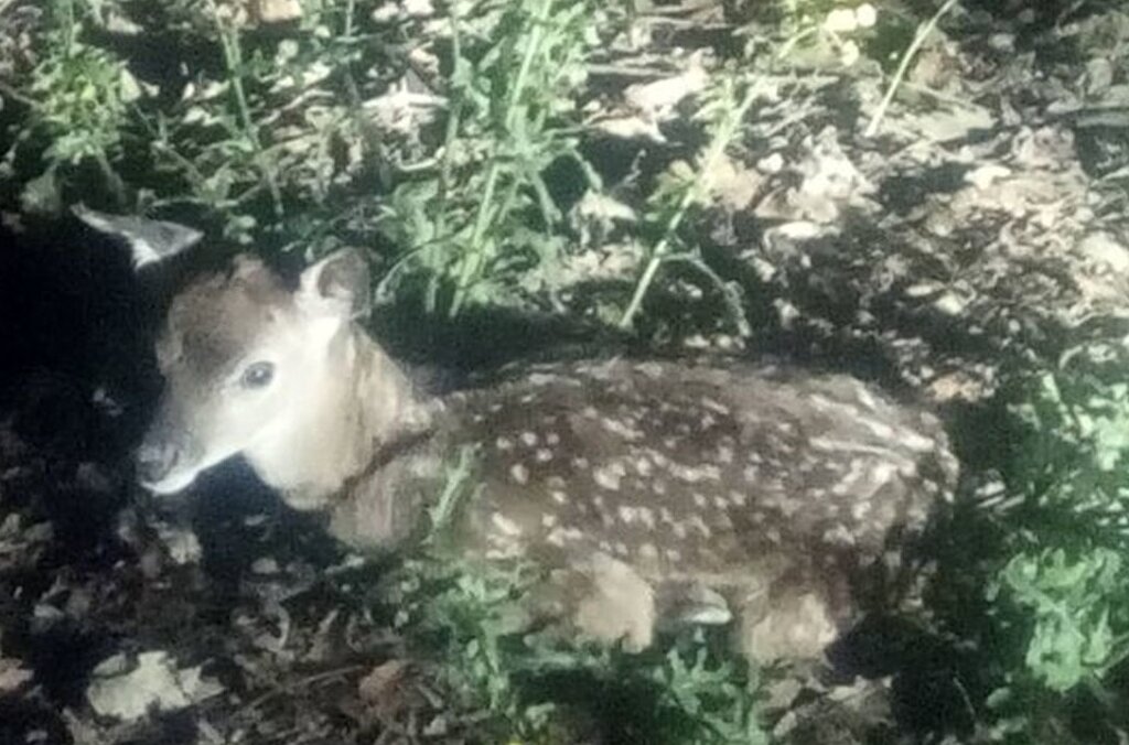 عکس | تولد اولین گوزن زرد ایرانی در سال جدید