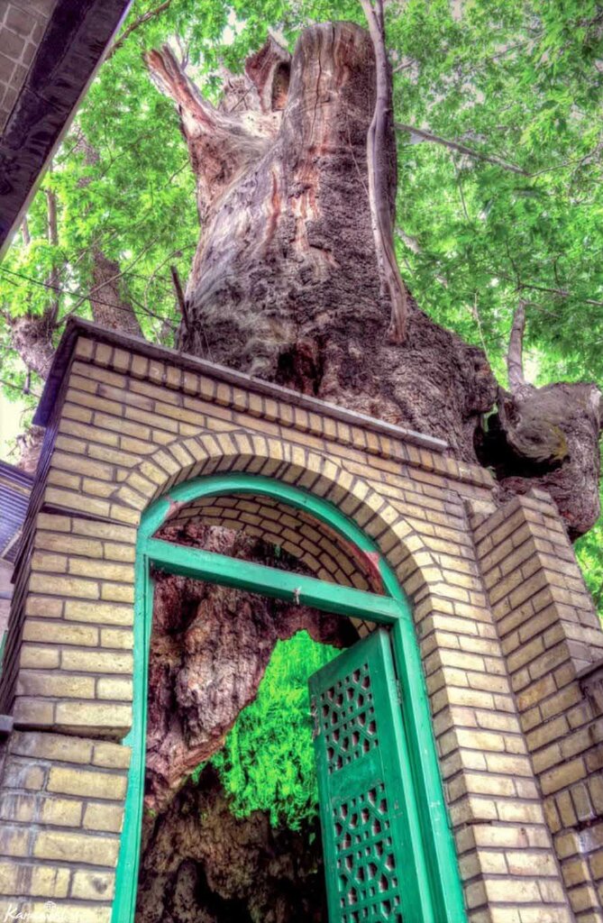 چه کسی تهران را چنارستان نامید | این روستا مهد چنارهای کهنسال کرج است | محبوبیت کهنسالترین درخت سیب برغان