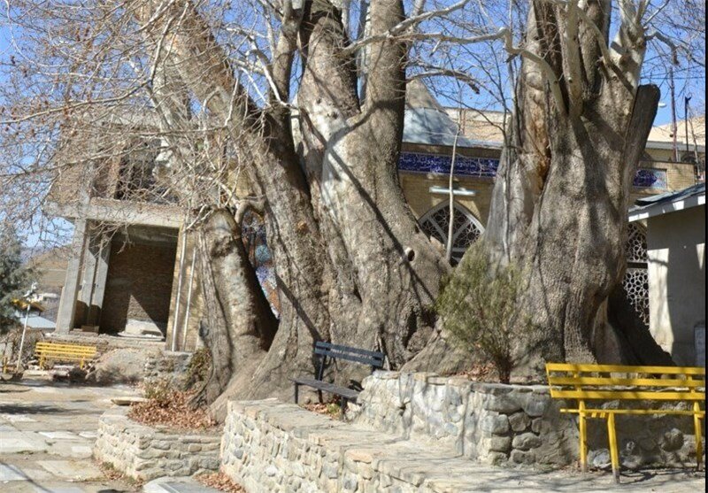 چه کسی تهران را چنارستان نامید | این روستا مهد چنارهای کهنسال کرج است | محبوبیت کهنسالترین درخت سیب برغان