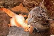 تصاویر باورنکردنی؛ مراقبت ویژه یک گربه از ۴ بچه سنجاب شیطون!