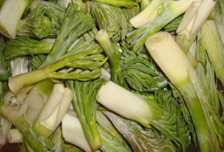 خواص گیاه بیلهر