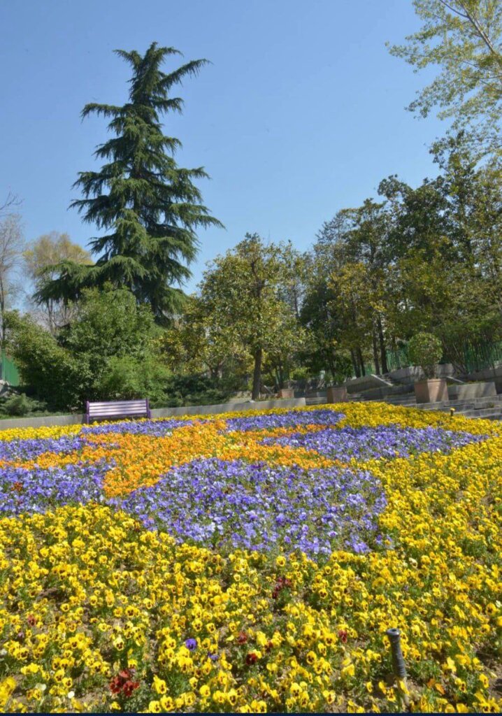 شمال تهران فرش گل شد