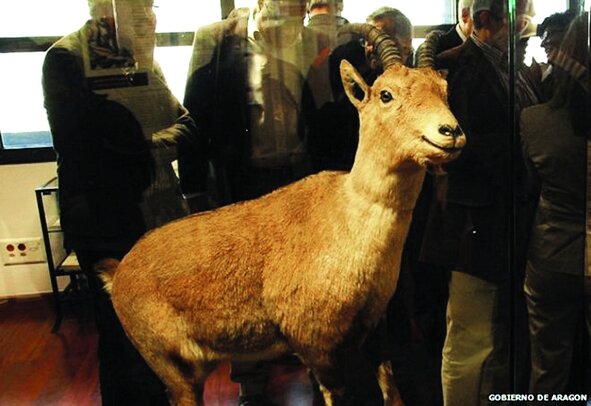 آیا میتوان به بازگشت دوباره حیوانات منقرض شده امیدوار بود؟