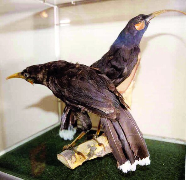 آیا میتوان به بازگشت دوباره حیوانات منقرض شده امیدوار بود؟