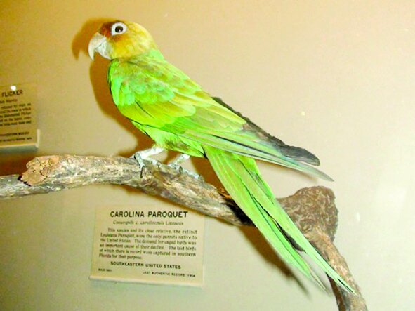 آیا میتوان به بازگشت دوباره حیوانات منقرض شده امیدوار بود؟