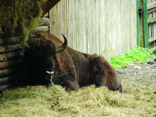 آیا میتوان به بازگشت دوباره حیوانات منقرض شده امیدوار بود؟