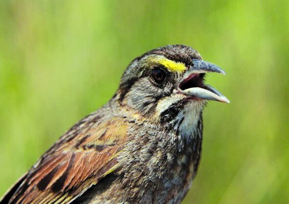 آیا میتوان به بازگشت دوباره حیوانات منقرض شده امیدوار بود؟