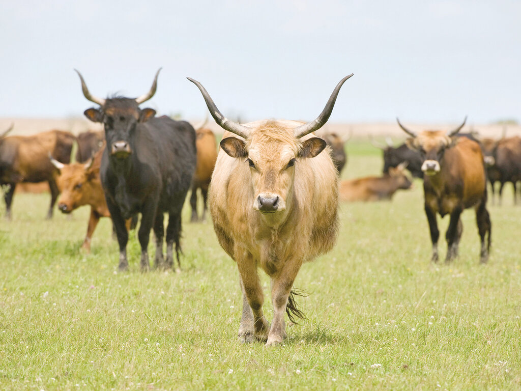این گاوها بیشتر به هیولا شباهت دارند