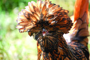 تصاویر |  این پرنده در ژاپن به عنوان یک دارایی ملی ثبت شده است ؛ دم‌درازترین خروس جهان !