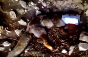 تصاویر تلخ روباهی که در سطل ماست جان باخت | این فیلم حاوی صحنه‌ دلخراش است