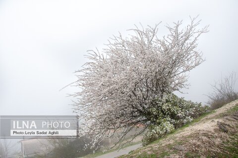 بهار در مازندران