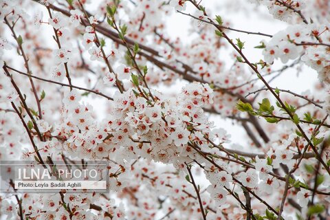بهار در مازندران