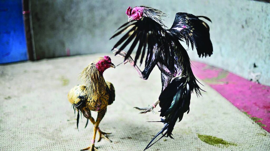 شرطبندی روی جنگ بیرحمانه خروسها به شکل مخفیانه و غیرقانونی انجام میشود | گلادیاتورهای کوچک