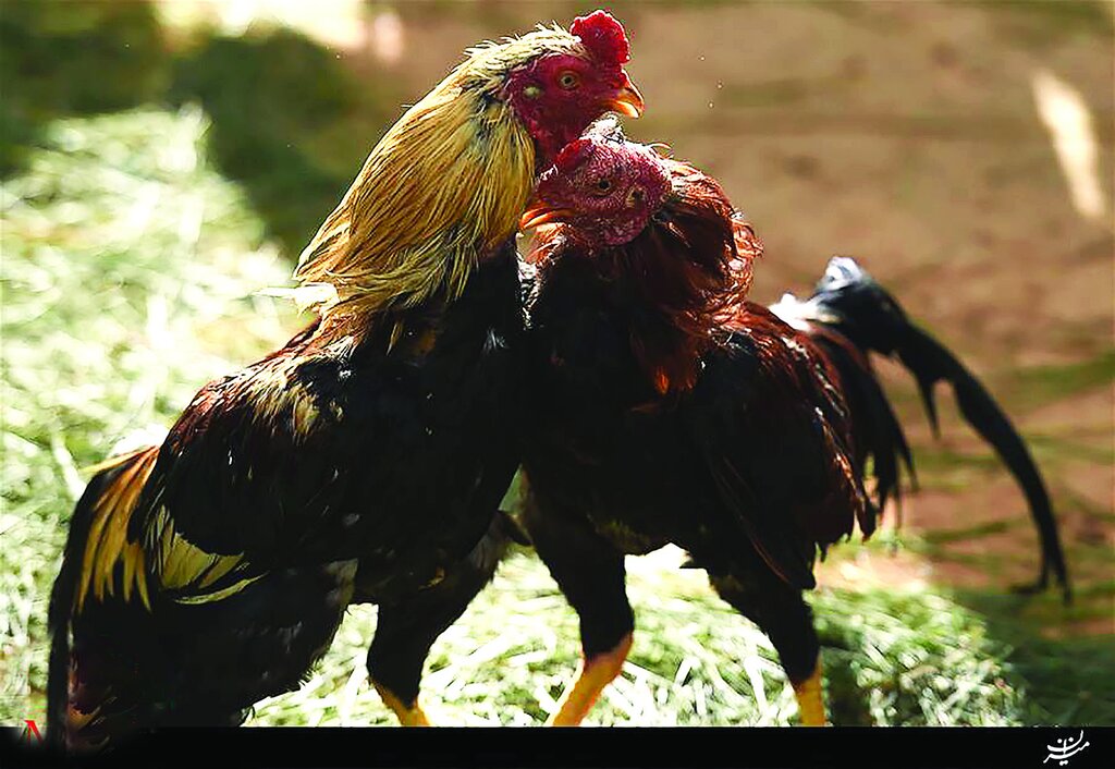 شرطبندی روی جنگ بیرحمانه خروسها به شکل مخفیانه و غیرقانونی انجام میشود | گلادیاتورهای کوچک