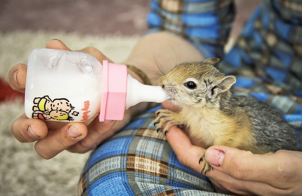 زوج جوان مریوانی که ناجی پرندهها و حیوانات شدند