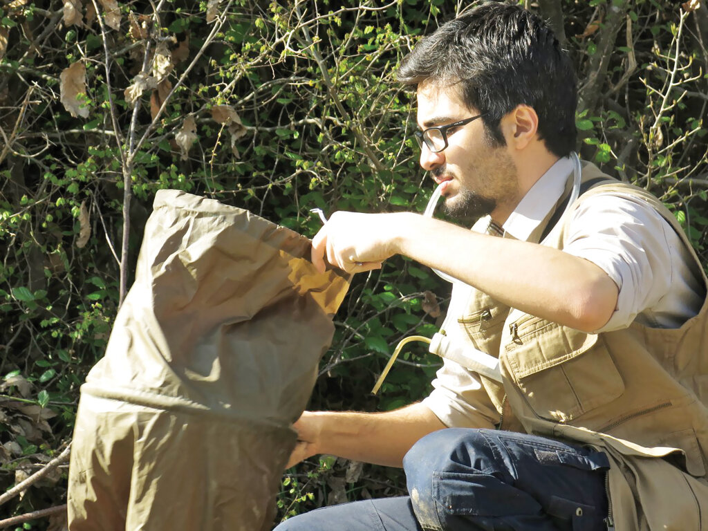 با اسپایدرمن ایران آشنا شوید | او در کنار خطرناکترین عنکبوتها زندگی میکند | عنکبوتهایم سوسک دوست دارند | این عنکبوت خطرناکترین زهر دنیا را دارد