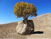تصاویر عجیب‌ترین درخت ایران ؛ سنگ صبور اینجاست!
