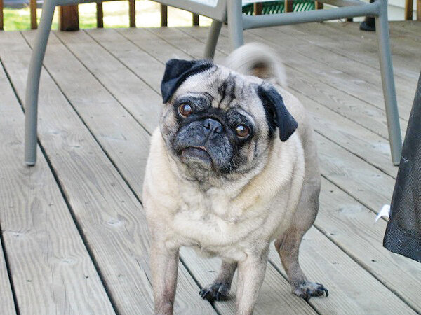 تصاویر | این سگ حرف میزند | مشهورترین سگهای تاریخ را بشناسید | از سگ فوتبالیست تا سگی با دومتر قد!