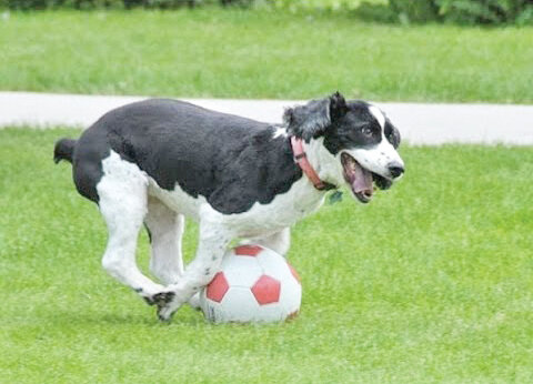 تصاویر | این سگ حرف می‌زند | مشهورترین سگ‌های تاریخ را بشناسید | از سگ فوتبالیست تا سگی با دومتر قد! 