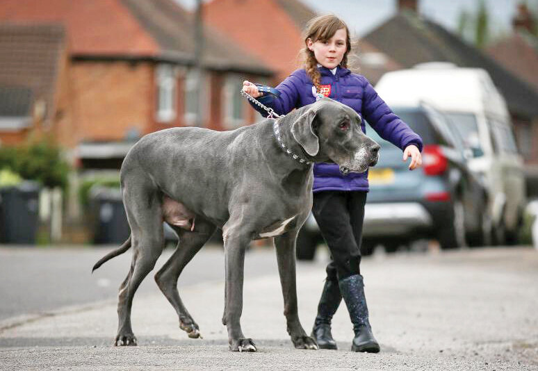 تصاویر | این سگ حرف میزند | مشهورترین سگهای تاریخ را بشناسید | از سگ فوتبالیست تا سگی با دومتر قد!