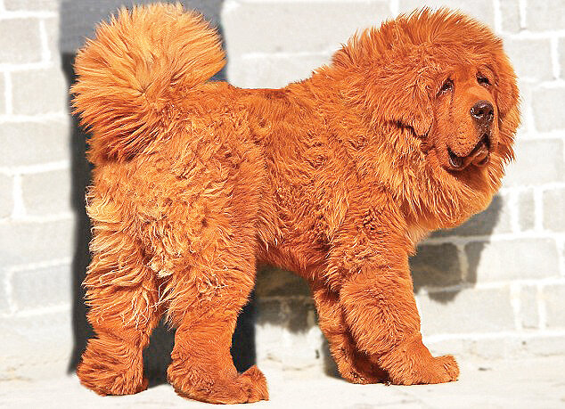 تصاویر | این سگ حرف میزند | مشهورترین سگهای تاریخ را بشناسید | از سگ فوتبالیست تا سگی با دومتر قد!